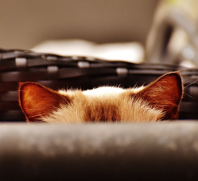 A brown cat with only its ears and the top of its head showing.