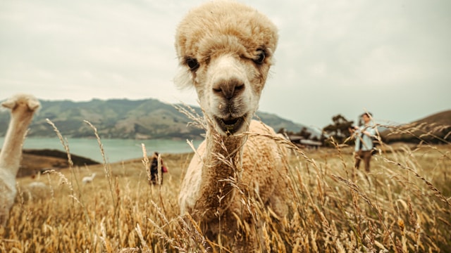 A llama looks straight at the camera.