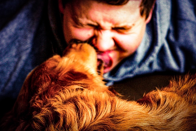 A dog licks a person’s face.