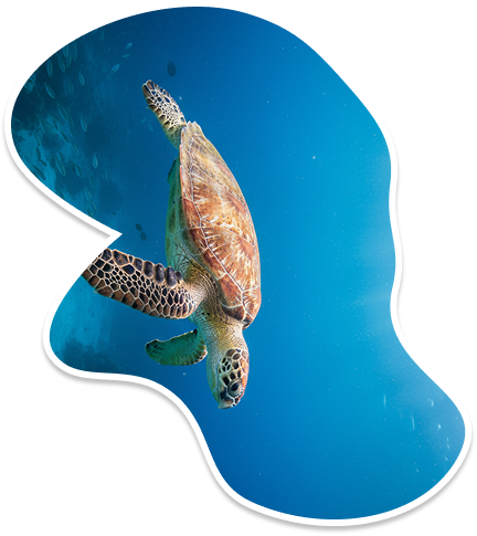 Animals slide 1